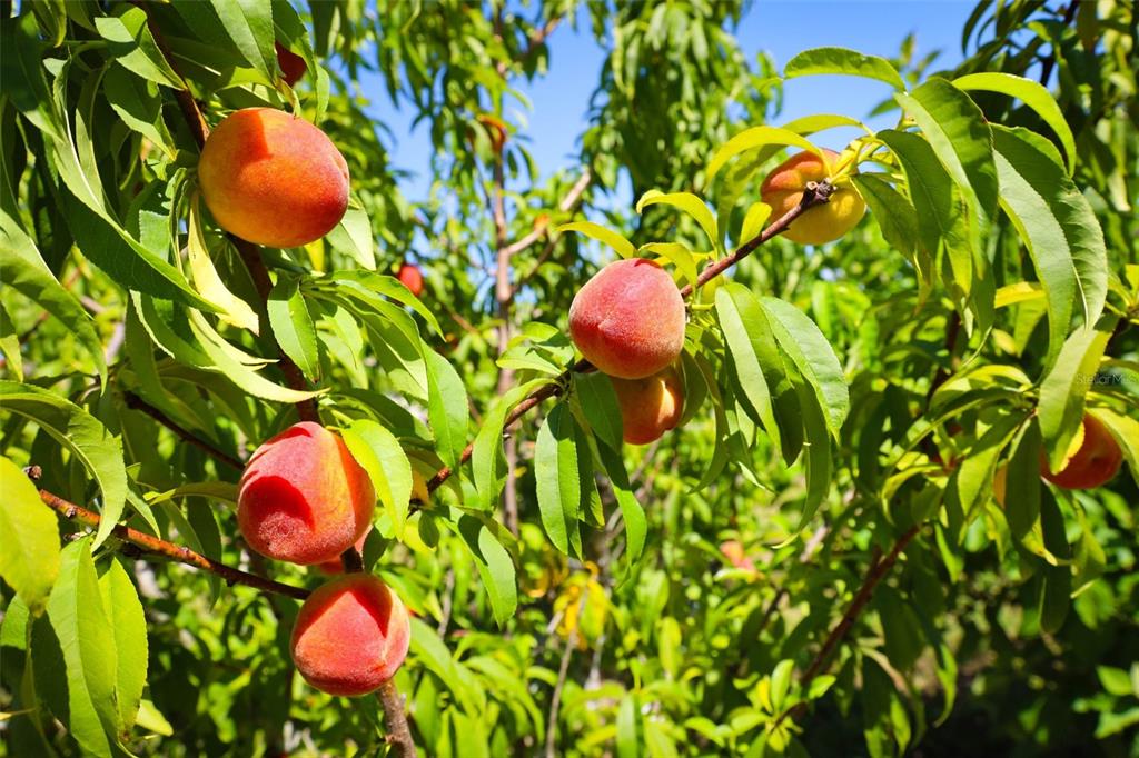 A close-up view of several ripe peaches hanging from the branches of a fruit tree — 1932 MONTEREY DRIVE, DELTONA, FL