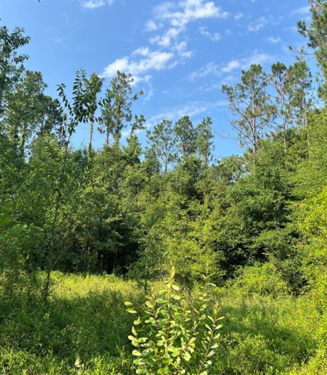 A view of a grassy field leading to a dense forest under a blue sky — 102 SW Green Acres Way, FL 32024, FL