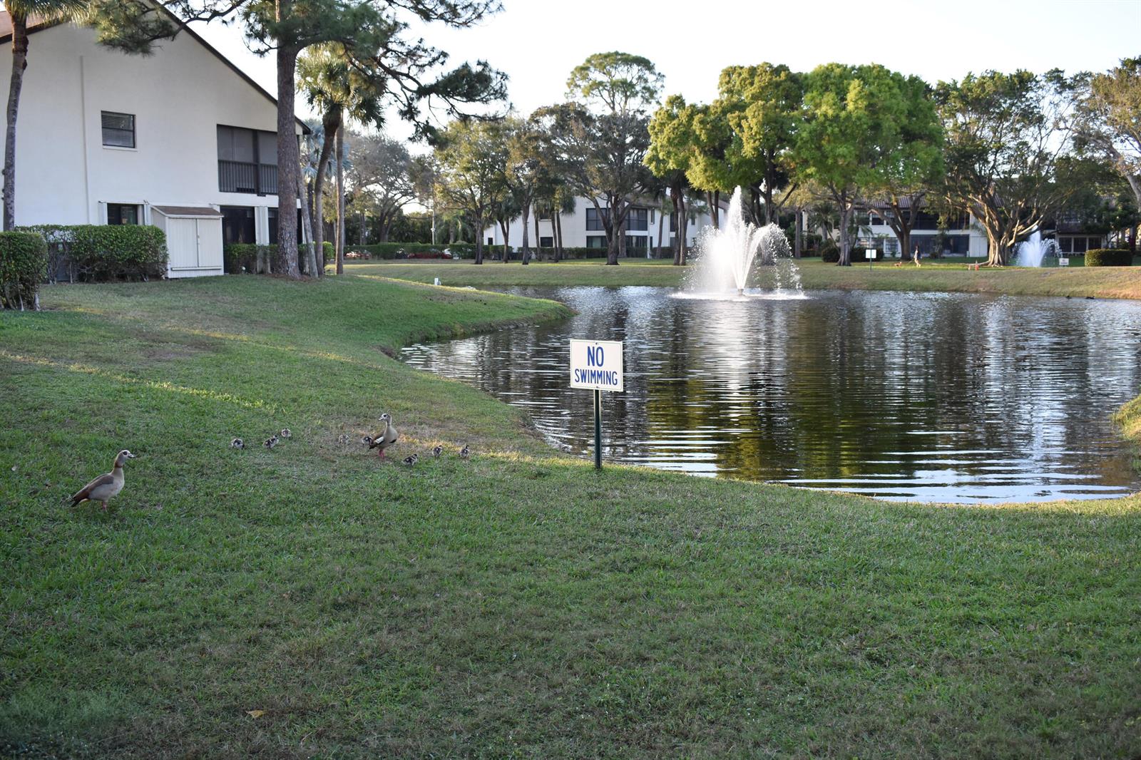 A pond with a fountain and a group of ducks sits beside a residential building — 3374 Perimeter Drive, FL 33467, FL