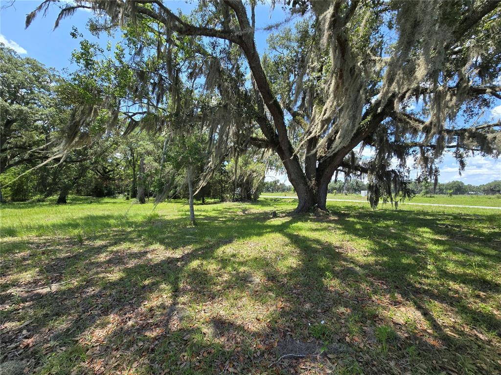 A large oak tree with Spanish moss stands in a grassy, sunlit field — 7563 SE COUNTY ROAD 405, BRANFORD, FL