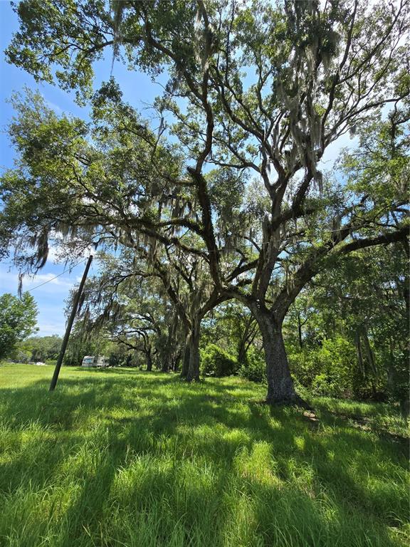 A large, moss-draped oak tree stands in a grassy field under a blue sky — 7563 SE COUNTY ROAD 405, BRANFORD, FL