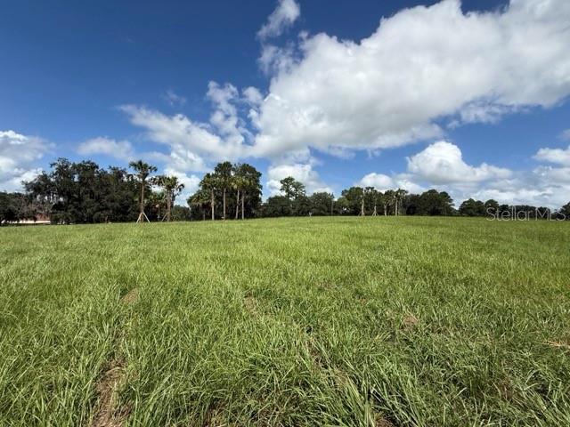 A wide, grassy field is bordered by a line of trees under a blue sky — TBD HWY 329, REDDICK, FL