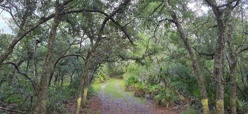 A dirt path winds through a wooded area with mature trees and low-lying palmetto plants — 6150 SW 126TH AVENUE, CEDAR KEY, FL