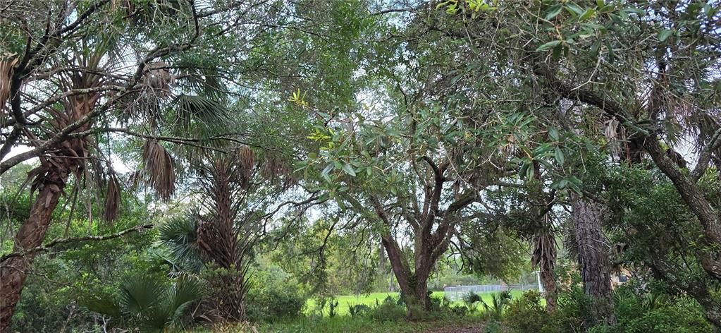 A wooded area with various trees and palms overlooking a grassy clearing in the distance — 6150 SW 126TH AVENUE, CEDAR KEY, FL