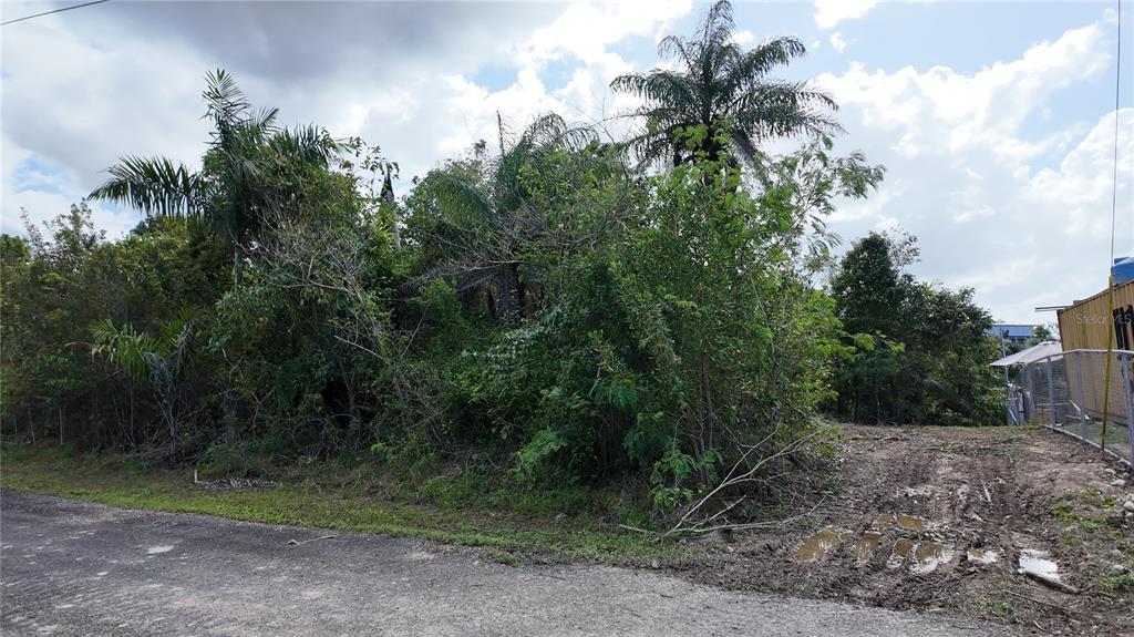A vacant, heavily wooded lot sits next to a dirt driveway and a fenced property — URB. HACIENDAS DEL DORADO CALLE MAGA UNIT 80, TOA ALTA, PR