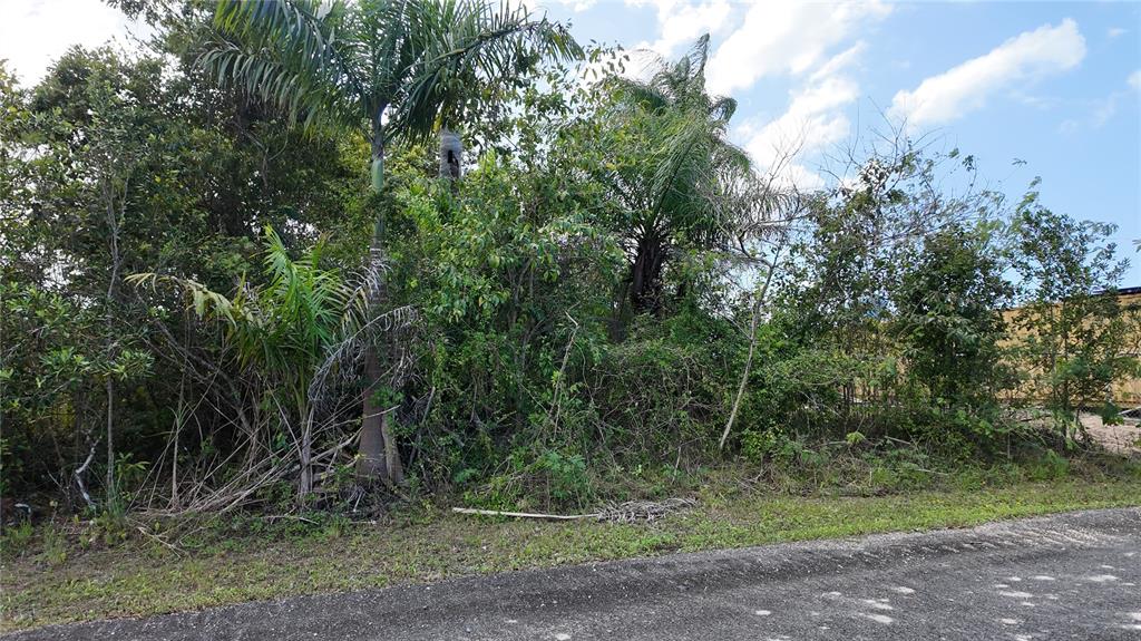 A dense, overgrown wooded lot sits beside a paved road under a blue sky — URB. HACIENDAS DEL DORADO CALLE MAGA UNIT 80, TOA ALTA, PR