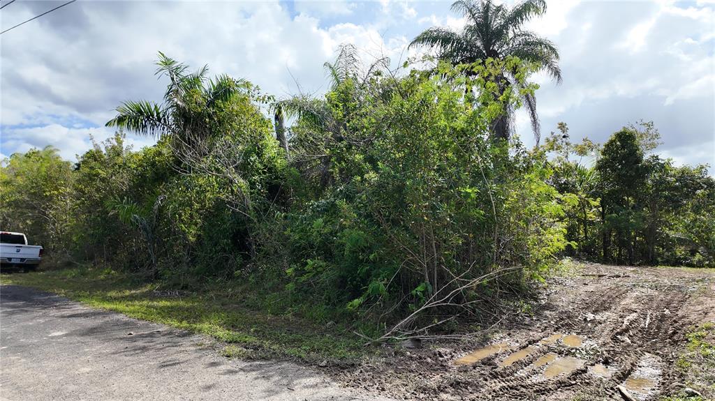 A dirt road leads to a dense, overgrown lot with several palm trees — URB. HACIENDAS DEL DORADO CALLE MAGA UNIT 80, TOA ALTA, PR