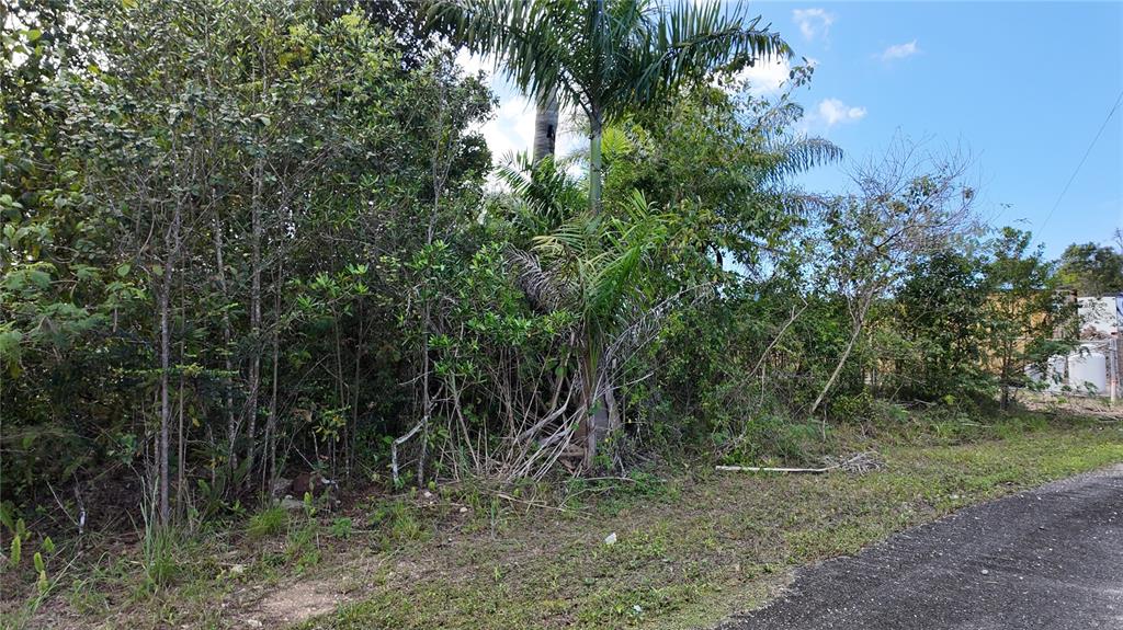 A dense, overgrown lot with trees and a palm tree borders a paved road — URB. HACIENDAS DEL DORADO CALLE MAGA UNIT 80, TOA ALTA, PR