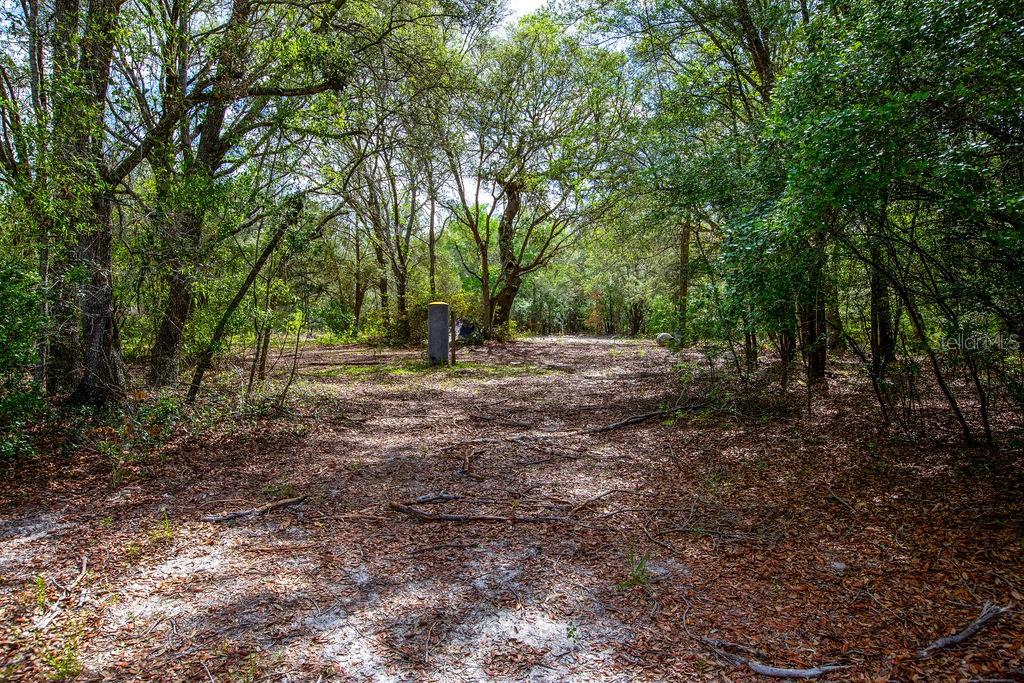 A wooded lot with a dirt path and a single utility post — 5350 SE 3RD LANE, TRENTON, FL