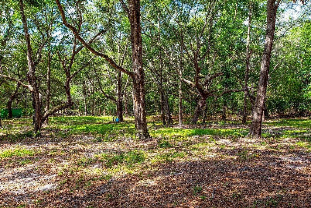 A wooded lot with mature trees and patches of grass under a canopy of leaves — 5350 SE 3RD LANE, TRENTON, FL