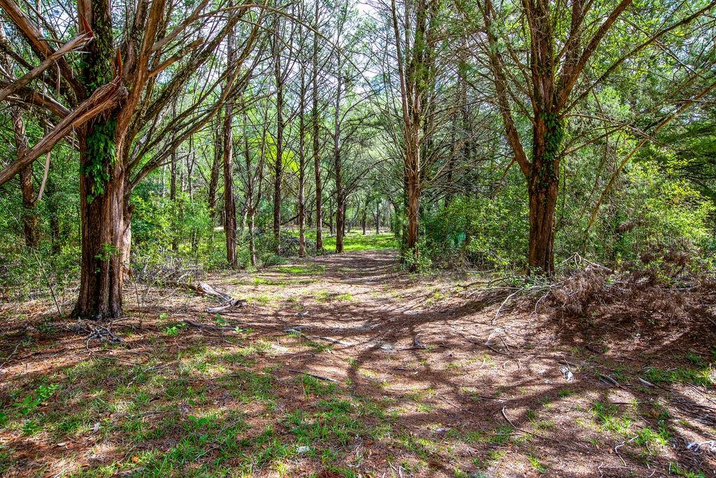 A dirt path leads through a wooded area with tall, thin trees and dappled sunlight — 5350 SE 3RD LANE, TRENTON, FL