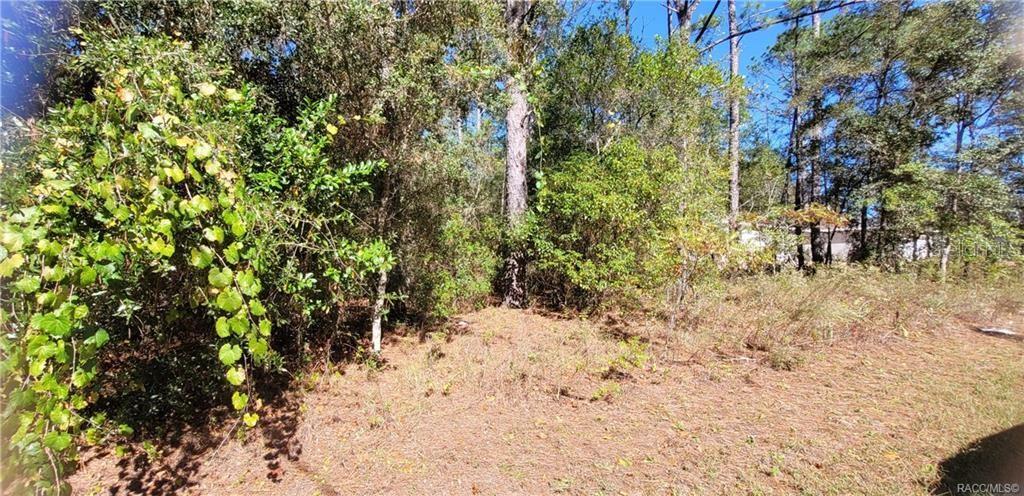 A view of a wooded, undeveloped lot covered in pine needles and dense vegetation — 1837 W WATER LILY DRIVE, CITRUS SPRINGS, FL