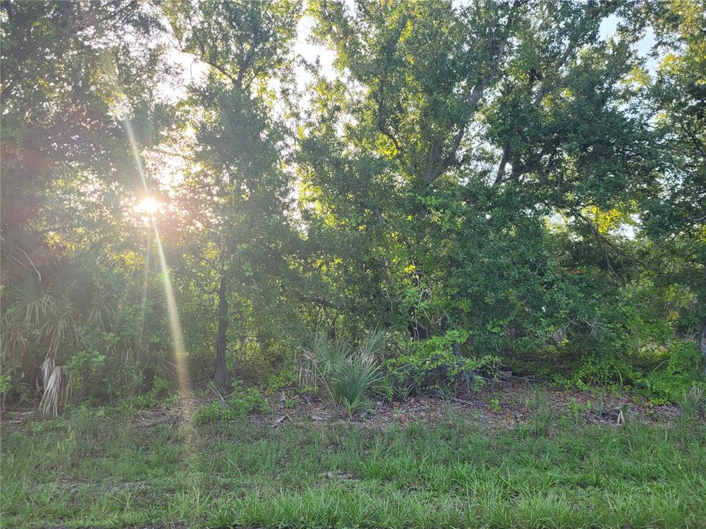 A sunlit, wooded lot features dense trees and low-lying vegetation under a bright sky — 9653 & 9661 PRESIDENT CIRCLE, PORT CHARLOTTE, FL