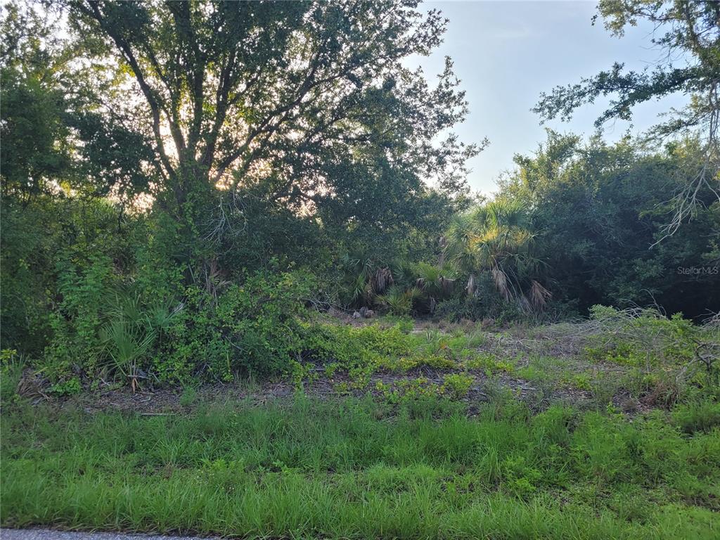 A view of a wooded, undeveloped lot with tall trees and dense undergrowth — 9653 & 9661 PRESIDENT CIRCLE, PORT CHARLOTTE, FL