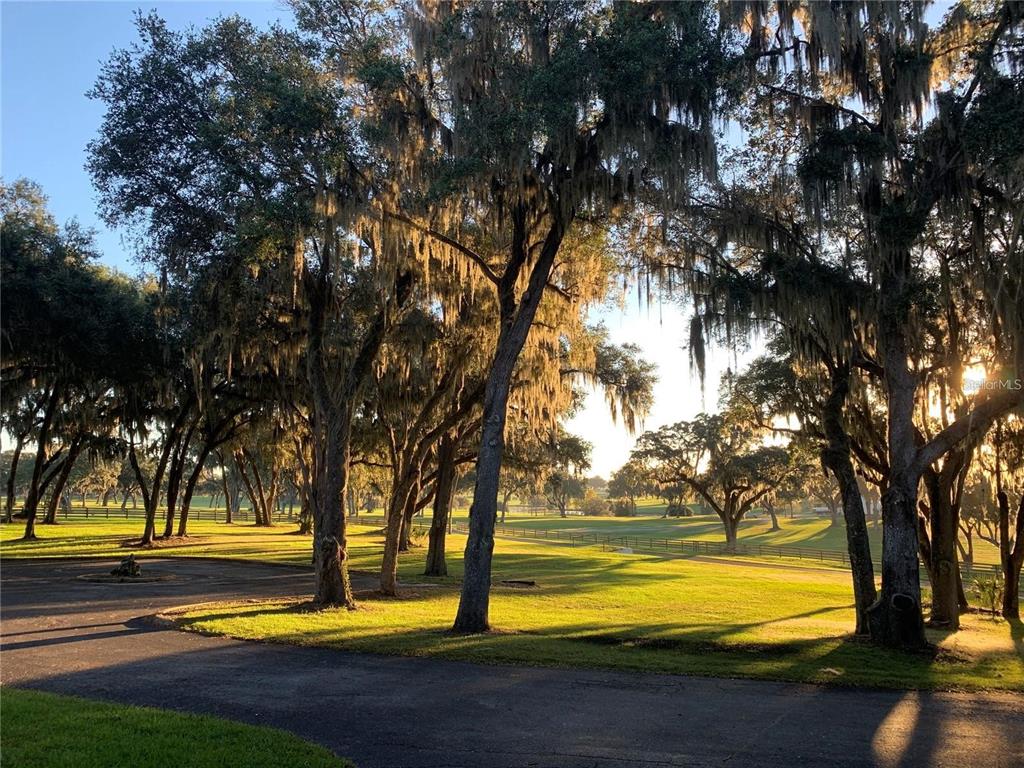 A paved driveway leads through a grassy lawn shaded by large, moss-draped oak trees — 5540 SE 157TH STREET ROAD UNIT (Option 1), SUMMERFIELD, FL