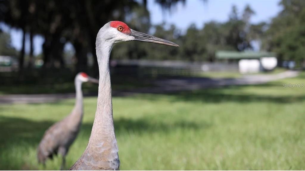 A sandhill crane stands in the foreground of a grassy field with trees behind it — 5540 SE 157TH STREET ROAD UNIT (Option 1), SUMMERFIELD, FL