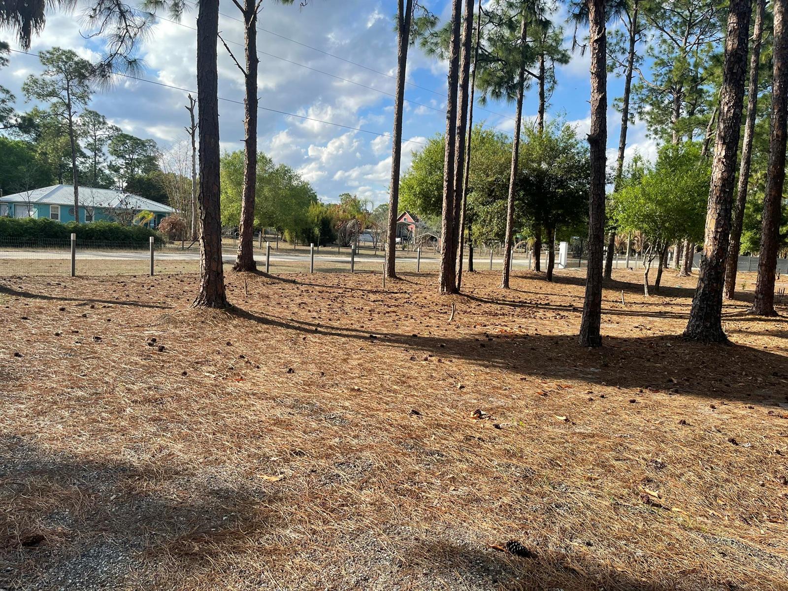 A grassy yard with scattered pine needles is shaded by several tall pine trees — 5325 Pioneer 17th Street, Clewiston FL 33440, CLEWISTON, FL