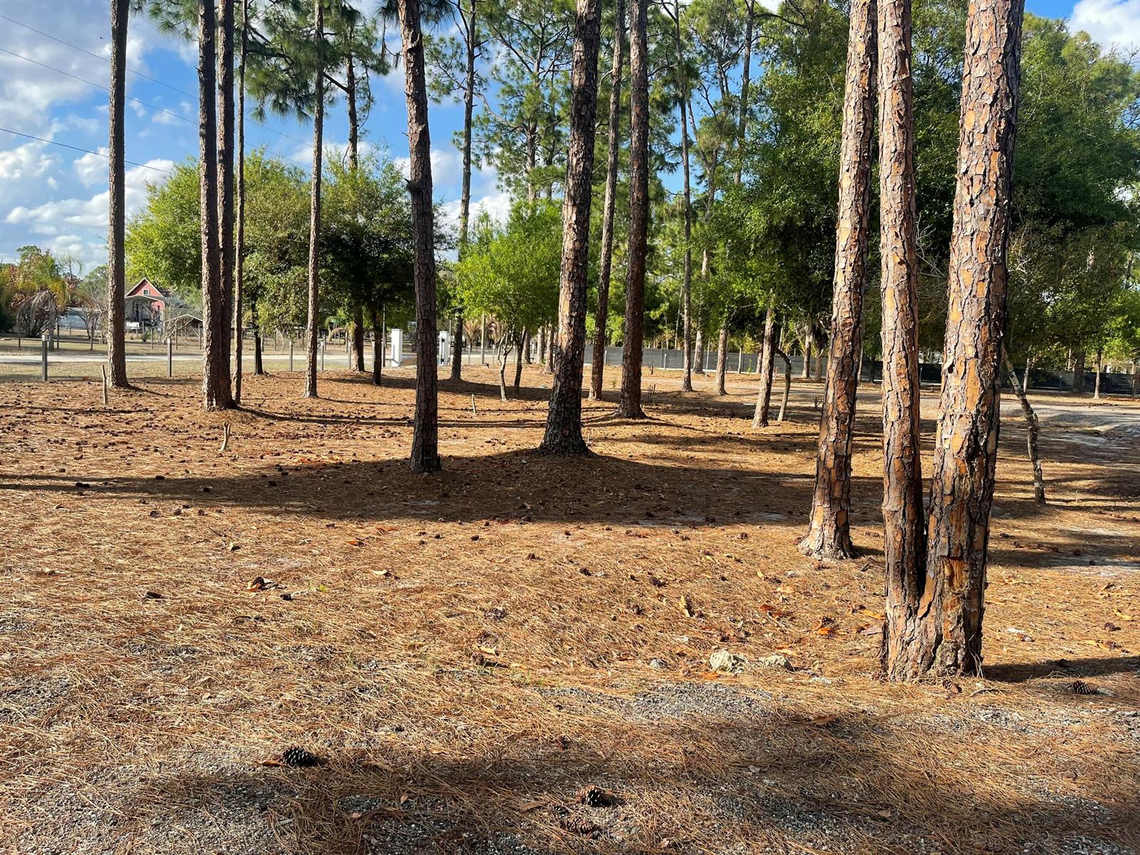 A wooded lot with tall pine trees and a ground covered in pine needles — 5325 Pioneer 17th Street, Clewiston FL 33440, CLEWISTON, FL