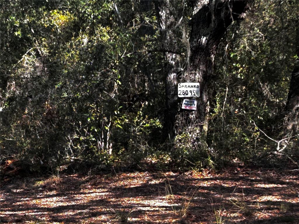 A tree in a wooded area displays a sign with a name and number — 28093 SE HIGHWAY 42, UMATILLA, FL