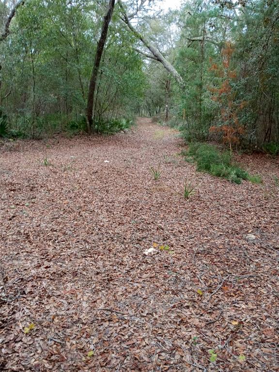 A dirt path covered in fallen leaves leads through a wooded area with dense trees — 28093 SE HIGHWAY 42, UMATILLA, FL