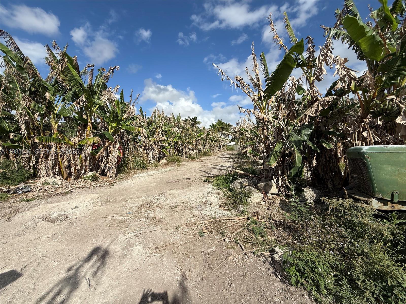 A dirt path runs between rows of banana trees under a blue sky — 16455 SW 207, Miami FL 33187, MIAMI, FL
