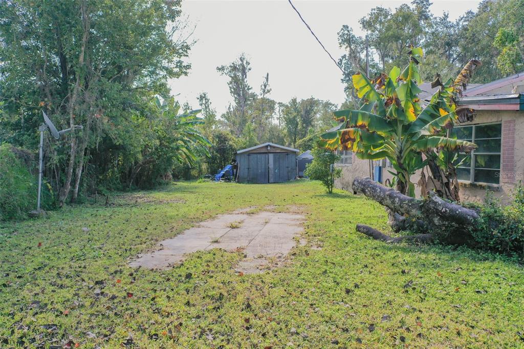 A grassy backyard features a concrete pad, a detached shed, and a large banana plant — 3346 STRICKLAND ROAD, LAKELAND, FL