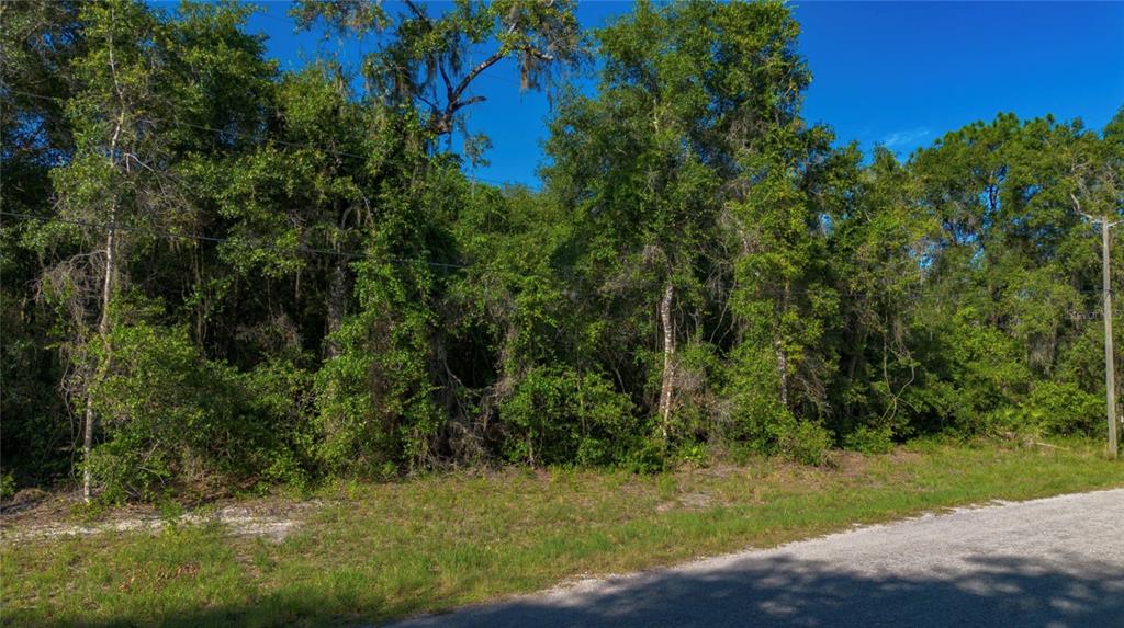 A wooded, undeveloped lot sits adjacent to a paved road under a clear blue sky — 4374 E MATE LANE, HERNANDO, FL