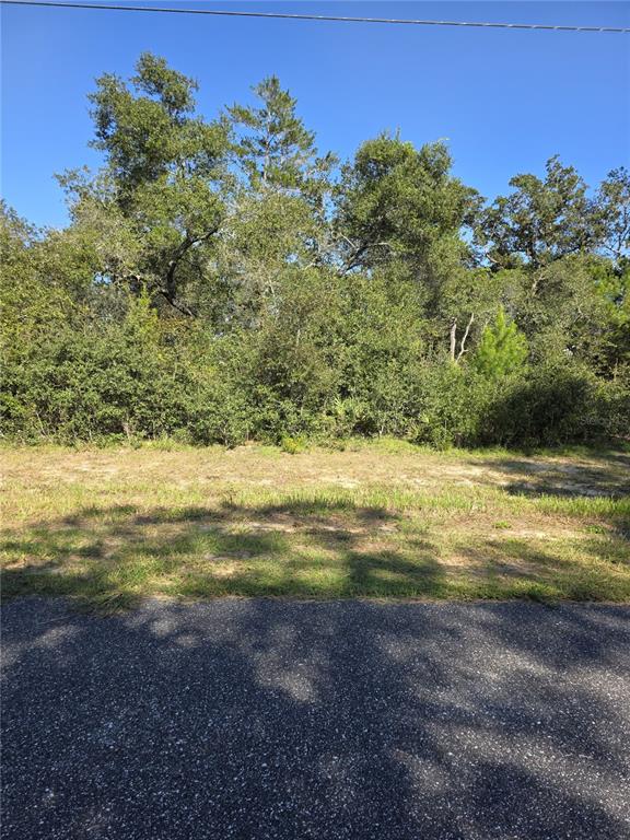 A vacant, wooded residential lot sits behind a paved road under a clear blue sky — 0 SW 21 LANE, OCALA, FL