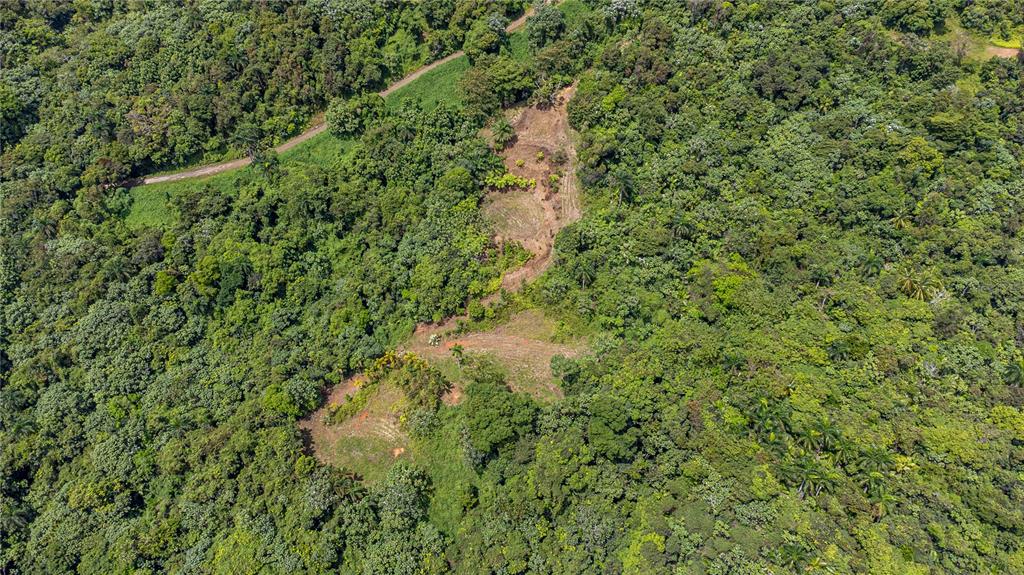 An aerial view shows a cleared patch of land surrounded by dense green forest — NARANJO WARD INT. PR 984, FAJARDO, PR