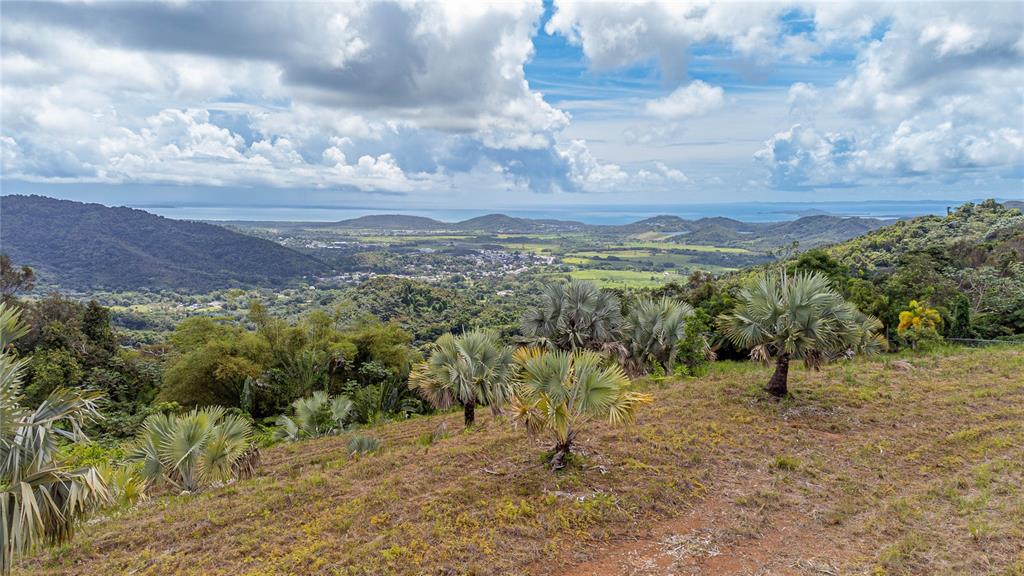 A grassy hillside with palm trees overlooks a valley, distant town, and the ocean — NARANJO WARD INT. PR 984, FAJARDO, PR