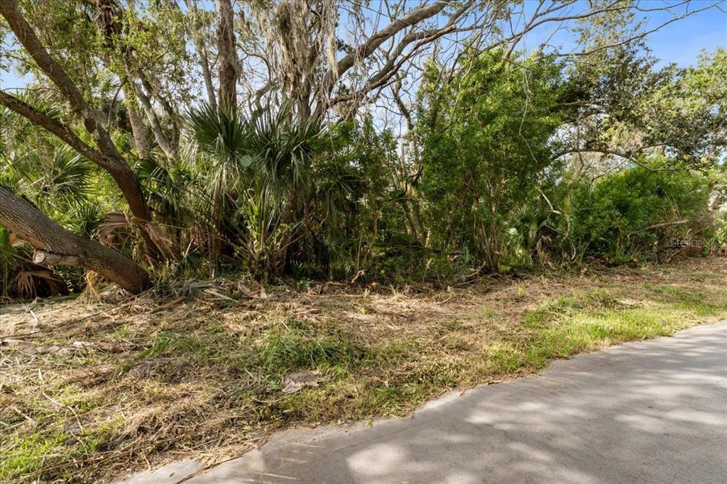 A view of a wooded, undeveloped lot next to a paved road — PIER ROAD, NEW PORT RICHEY, FL