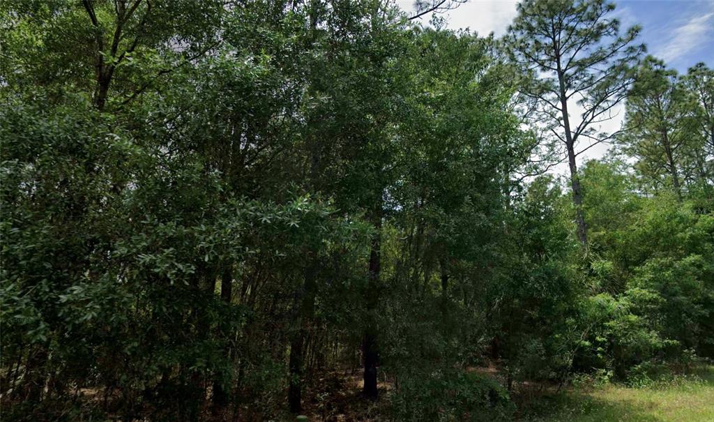A dense, wooded lot with various trees and undergrowth under a partly cloudy sky — 864 W BANNISTER DRIVE, CITRUS SPRINGS, FL