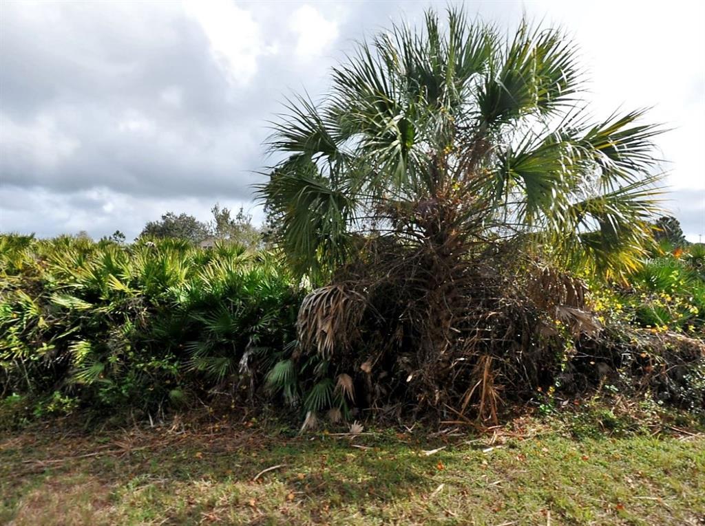 A large palm tree stands in front of a dense thicket of saw palmetto bushes — CALLAGHAN LANE, NORTH PORT, FL