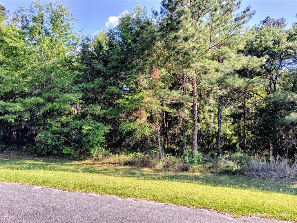 A paved road runs along the front of a wooded lot with dense green trees — TBD NW 142ND STREET, WILLISTON, FL