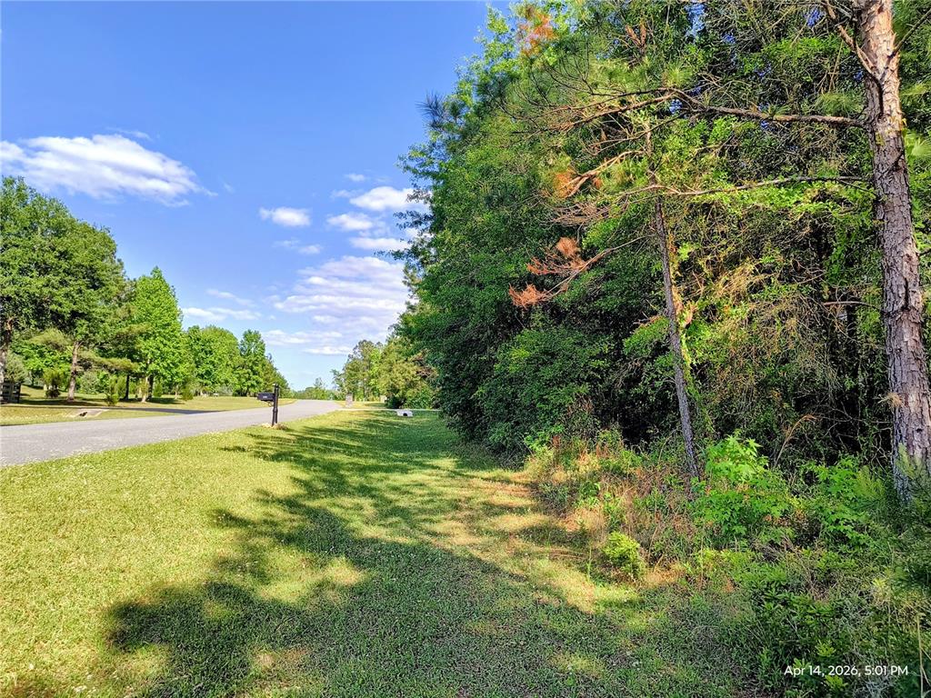 A paved road runs alongside a grassy area bordering a dense line of trees — TBD NW 142ND STREET, WILLISTON, FL