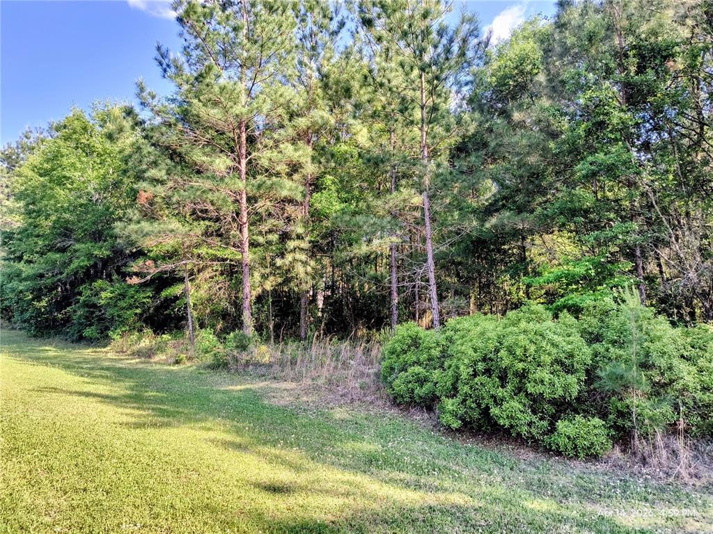 A grassy lawn borders a dense line of pine and deciduous trees — TBD NW 142ND STREET, WILLISTON, FL