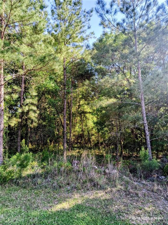 A wooded lot with tall pine trees and dense undergrowth under a clear blue sky — TBD NW 142ND STREET, WILLISTON, FL