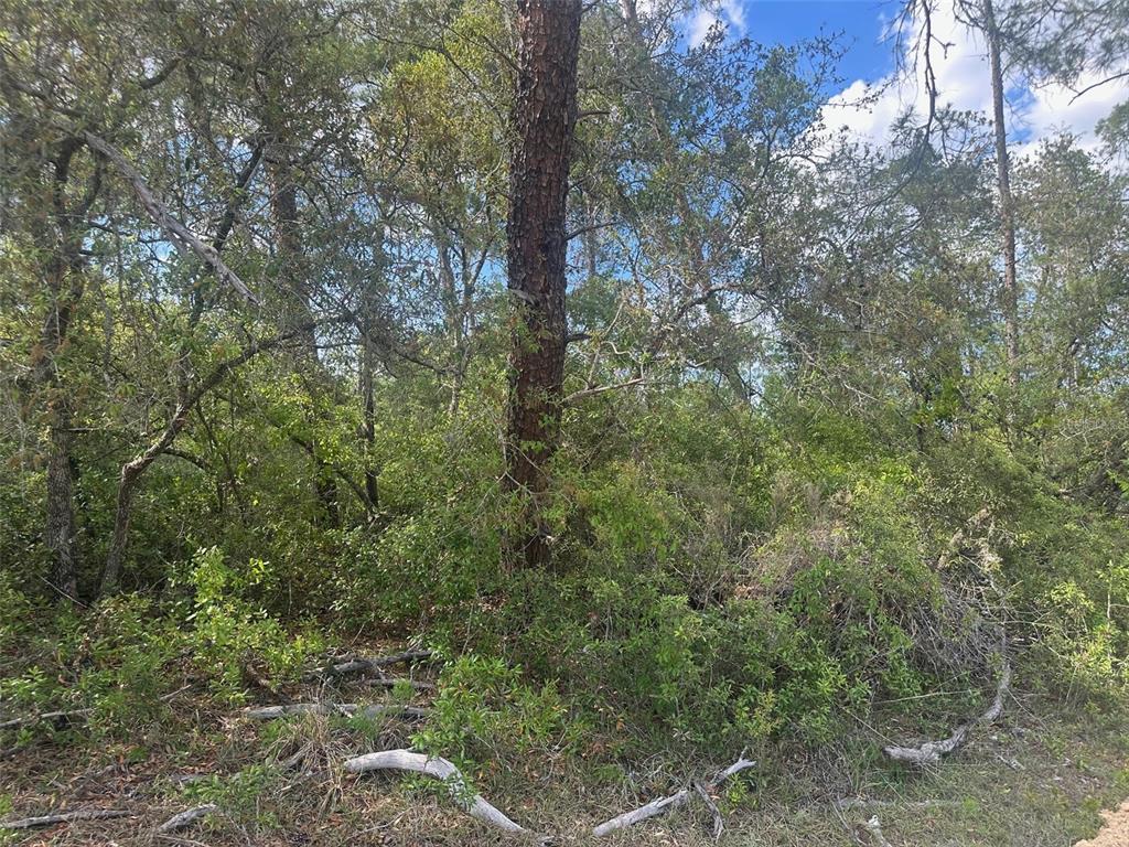 A dense, wooded lot features a large pine tree surrounded by thick underbrush and foliage — Lot 6 SW 170TH PLACE, OCALA, FL