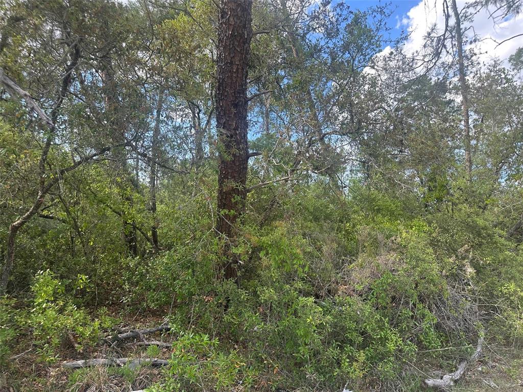 A dense, wooded area features a large pine tree surrounded by thick underbrush and foliage — Lot 6 SW 170TH PLACE, OCALA, FL