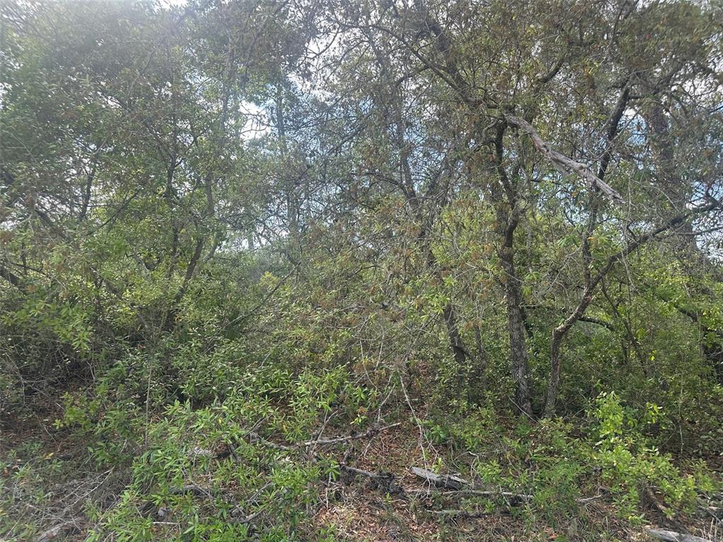 A dense, wooded area featuring various trees and thick underbrush under a bright sky — Lot 6 SW 170TH PLACE, OCALA, FL