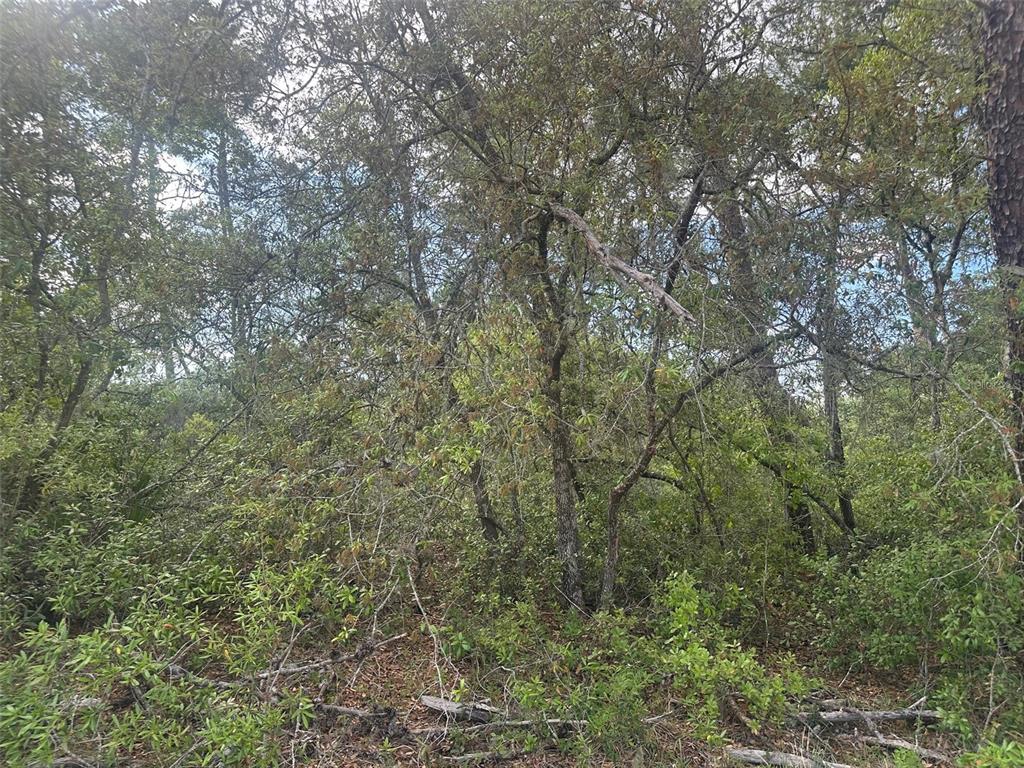 A dense, wooded area features various trees and thick underbrush under a bright sky — Lot 6 SW 170TH PLACE, OCALA, FL