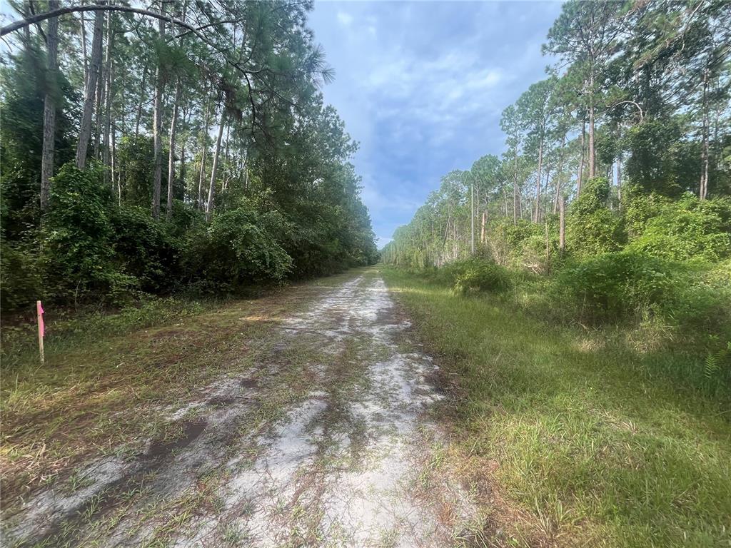 A dirt path leads through a dense forest with tall pine trees on both sides — 223 SE 2ND STREET, GEORGETOWN, FL