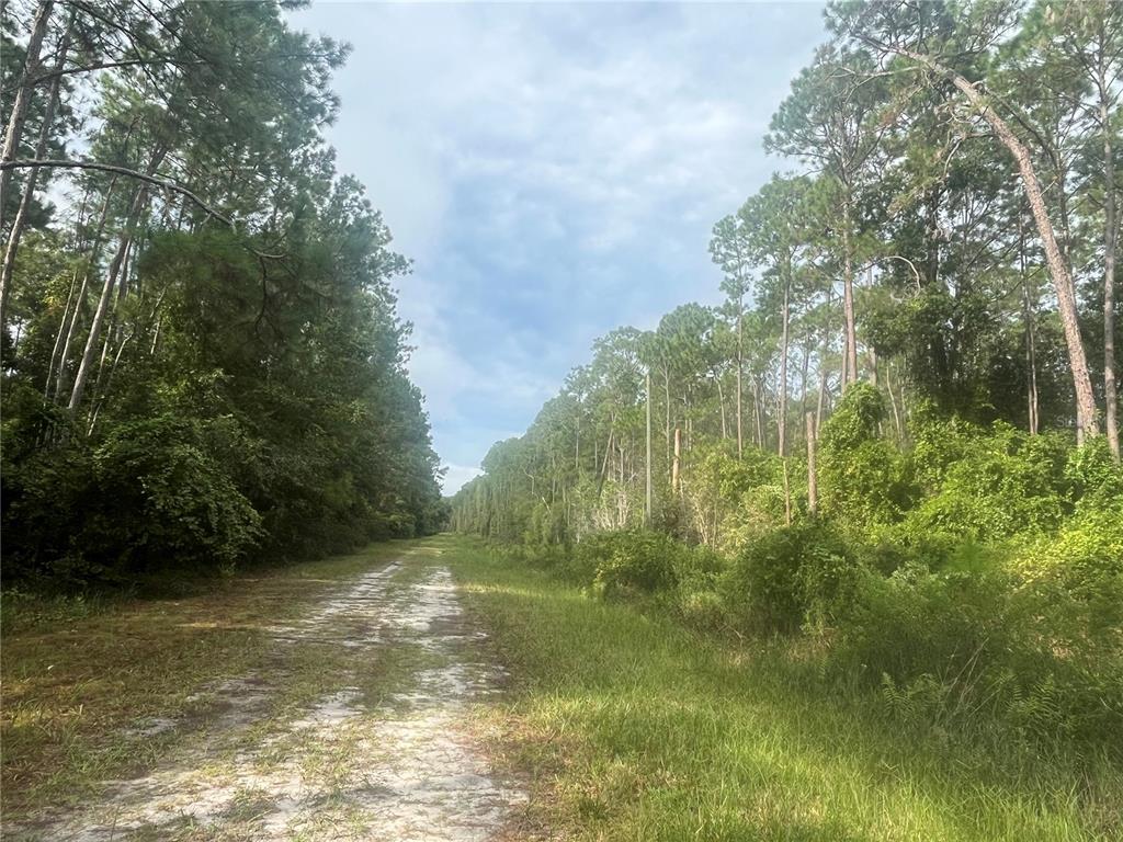 A dirt path leads through a wooded area with tall pine trees and dense vegetation — 223 SE 2ND STREET, GEORGETOWN, FL