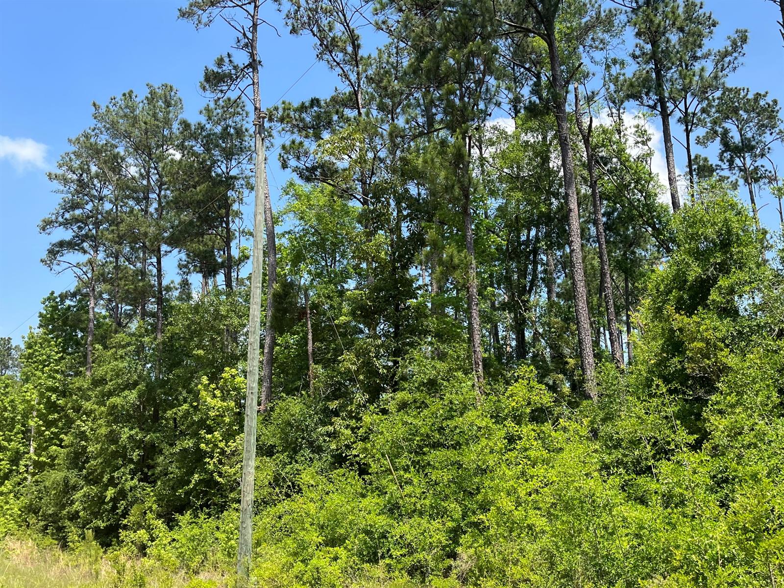 A utility pole stands in front of a dense forest of tall pine and deciduous trees — Tbd Grand Quiviera Circle, FL 32420, FL