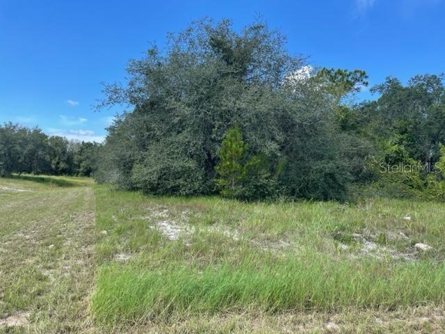 A large, mature tree stands in the center of an open, grassy, undeveloped lot — KISSIMMEE WAY, KISSIMMEE, FL