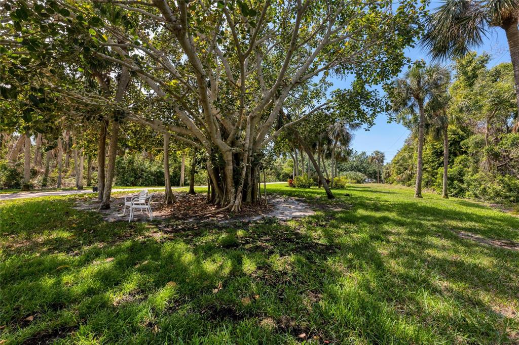 A large, mature tree with a wide canopy stands in a grassy, sunlit outdoor area — 7505 MANASOTA KEY RD, ENGLEWOOD, FL