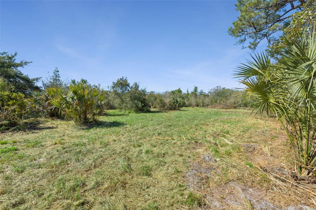A grassy, cleared lot features scattered palm trees and dense vegetation under a clear sky — LOT 2 OAK HOLLOW, OVIEDO, FL