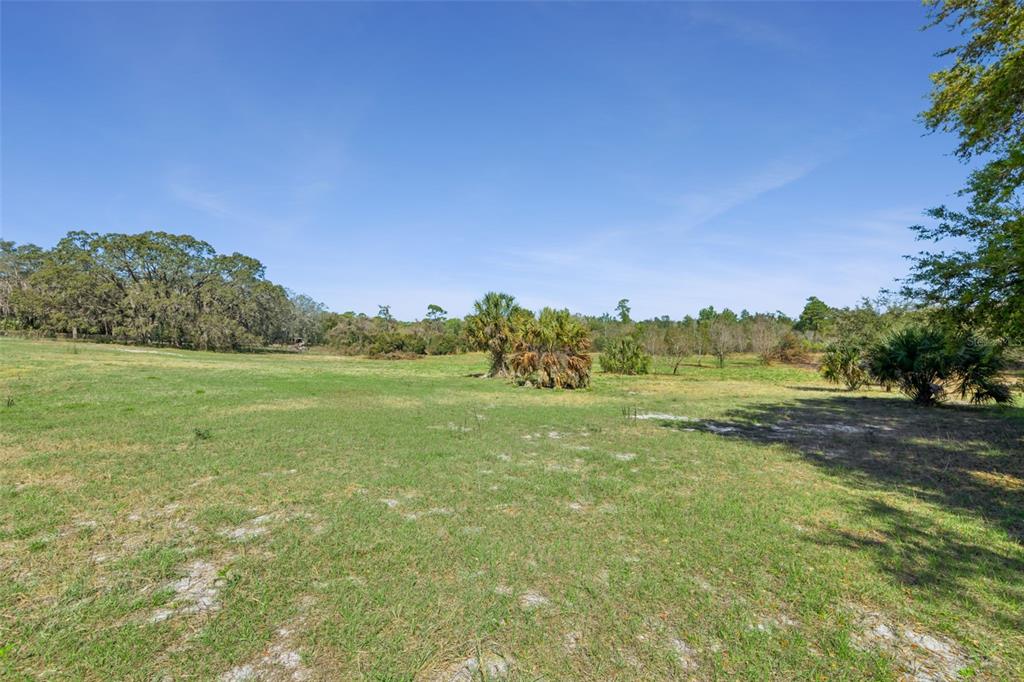 A wide, grassy field features scattered palm trees and a line of distant woods — LOT 2 OAK HOLLOW, OVIEDO, FL
