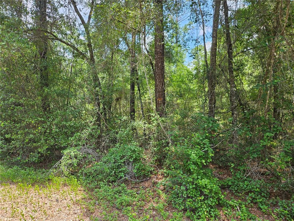 A dense, wooded lot with tall pine trees and thick underbrush under a blue sky — 1582 DERBY DR., DUNNELLON, FL