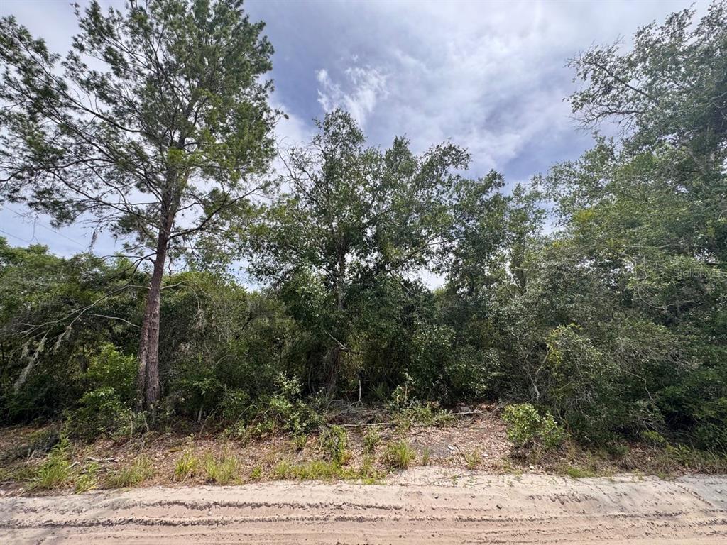 A view of a wooded, undeveloped lot from a sandy road — NE 306TH TERRACE, SALT SPRINGS, FL